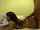 cam camgirl amateur
