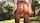 oiled tease oil