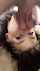 dark hair blowjob teen