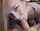blonde head fellatio