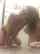cam ass amateur