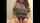bbw chubby teen