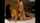 camgirl webcam couple