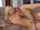 blonde blowjob caucasian