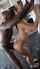 hot bbc horny