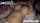 boobs asian jav