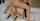 anal blonde doggy