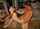 sex watch anal
