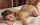 pornstar ass doggy