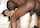 interracial anal brunette