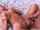 compilation brunette nautral tits