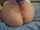 ass pussy perfect ass