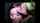brunette cumshot hot