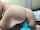 camgirl dildo big ass