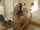 ass tits dress