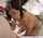 brunette big tits blowjob