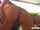 teasing big boobs webcam