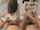 teen brunette doggy