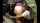 japanese bbw facesitting