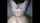 amateur teen doggystyle