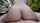 reverse cowgirl pussy riding