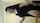 camgirl amateur darkhair
