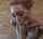 pale blow job redhead