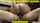 ass cumshot cock