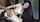 asian bbc doggystyle