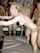 wife dirty gangbang