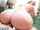 anal bigass bigbutt