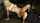 masked pervert taboo mature
