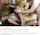 groupsex blowjob foursome