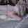 tail blowjob blonde