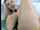 camgirl webcam big tits