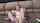 teen pigtails squirting