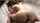 uncensored jav maki