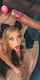 porn ad blow job digital playground