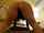 pawg bbc riding