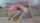 teens squirting masturbation