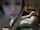 amateur camgirl blowjob