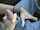 blonde uncut blowjob