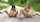 pissing outdoor lesbian