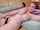camgirl bigtits ghostnipples