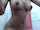 camgirl amateur webcam