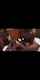 gangbang white interracial