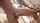 bbc interracial anal