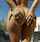 pornstar big ass bigass