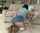 blowjob shorts brunette