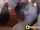 ana emsi teen blowjob